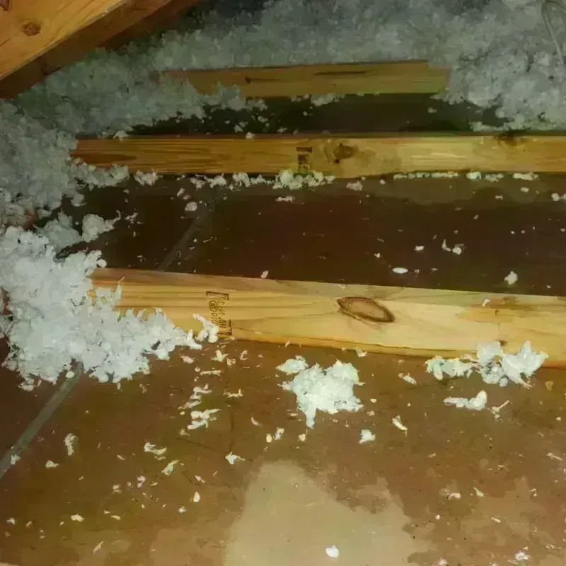 Attic Water Damage in Meadow Oaks, FL